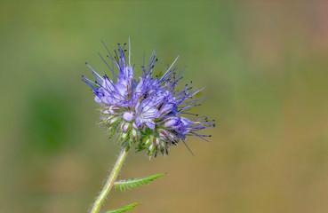 beautiful blossom of a delicate flower