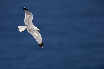 An adult yellow-legged gull (Larus michahellis) flying above the ocean infront of the cliffs of Sagres Portugal