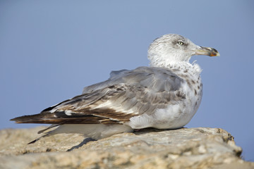 An juvenile yellow-legged gull (Larus michahellis) perched on the cliffs of Sagres Portugal.