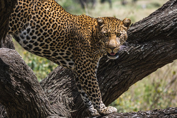 leopard in tree