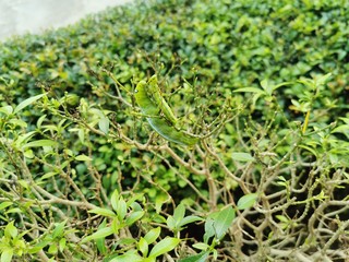 moss on green background