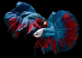 Red and blue fighting fish  with flutter waver fins.