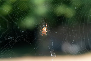 Spinne