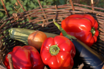 Ripe sweet peppers, zucchini, cucumber, tomato and onions from the infield. Lying in a wicker basket, bathed in sunlight.
