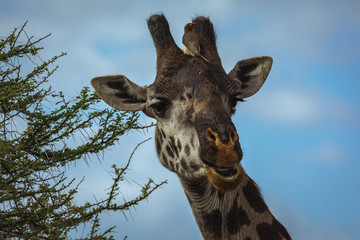 portrait of giraffe
