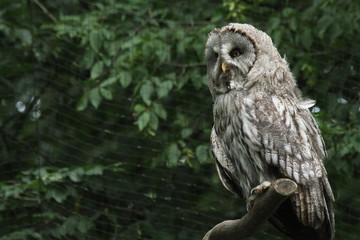 Owl