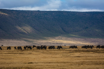 Fototapeta na wymiar herds of wildebeest