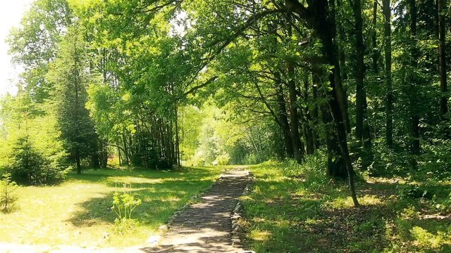 Path through oak grove HD 1920x1080