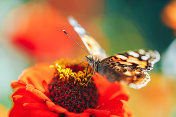 Close-up macro of tortoiseshell butterfly sitting on a flower flower