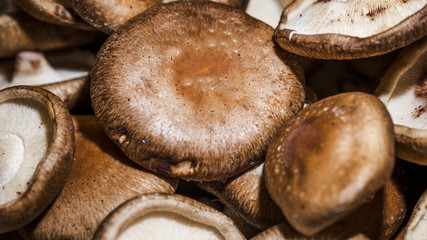Healthy and fresh mushrooms for sale