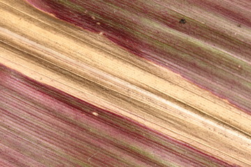 Background from an autumn leaf of corn. Veins of different shades are visible: red, yellow, green and others