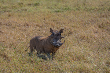 Warthog in grass