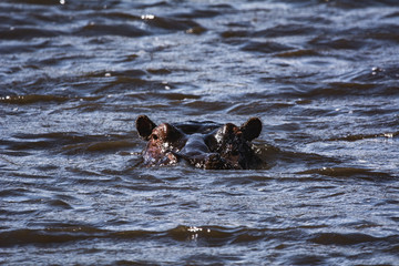 Hippo in Water