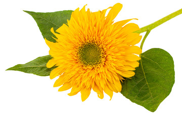 Flower of sunflower isolated on white background