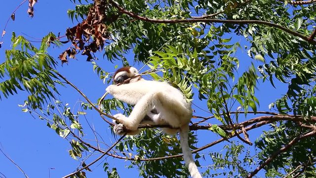 Dancing Sifaka is sitting on a tree and eating fresh leaves. Madagascar. Berenti National Park.
