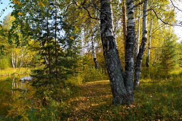 Fototapeta premium Autumn landscape on the banks of a forest river on a sunny warm day.