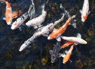 koi fishes in the pond