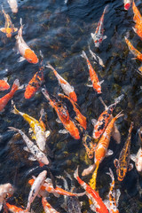 Fototapeta na wymiar koi fishes in the pond