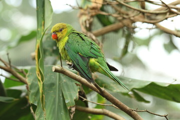 Green Parrot