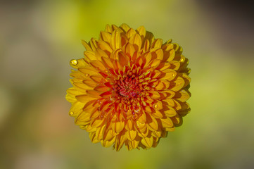 beautiful blossom of a delicate flower