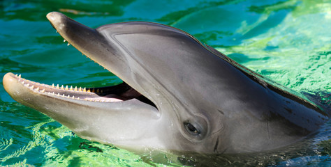 A Grinning Bottlenose Dolphin, Tursiops truncatus - 290109114