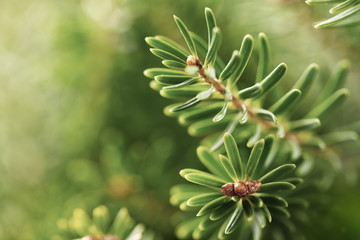Beautiful green fir tree branches close up. Christmas and winter concept.