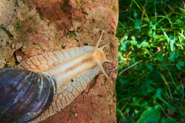 Snail crawling over a red brick. Selective focus. Low depth of field