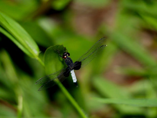 IQUITOS, PERÚ - JULY, 22, 2019: Amazon dragonfly resting on a leaf.