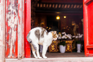kot przeciągający się na progu Buddyjskiej Świątyni w Wietnamie - obrazy, fototapety, plakaty