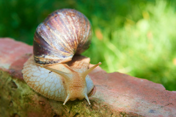 Snail crawling over a red brick. Selective focus. Low depth of field