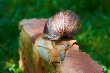 Snail crawling over a red brick. Selective focus. Low depth of field