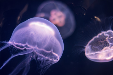jellyfish illuminated