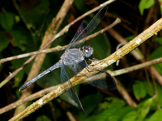 IQUITOS, PERÚ - JULY, 22, 2019: Amazon dragonfly resting on a leaf.