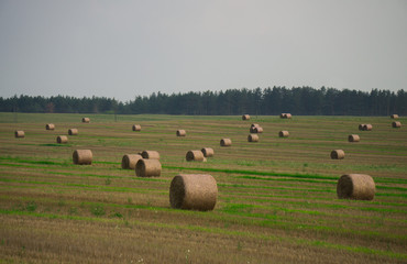 Field in the countryside with straw rolls in sunny weather.