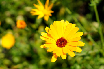A single bright Calendula flower