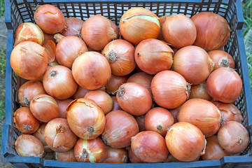 Ripe onions in a box