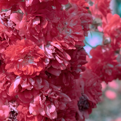 Pink Roses bloom outdoors. Plant lover concept.