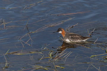 Red Necked Phalarope Swimming in Pond