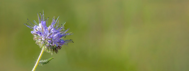 beautiful blossom of a delicate flower