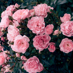 Pink roses in the street. Bloom wedding romantic mood