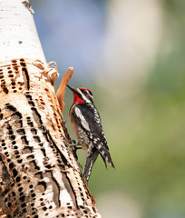 Male Yellow-Bellied Sapsucker Harvesting sap and insects from sap holes