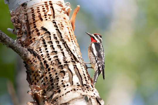 Male Yellow-Bellied Sapsucker Harvesting sap and insects from sap holes
