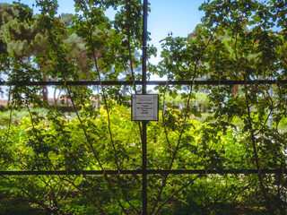 greenery in the park