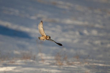 Short-eared Owl Hunting over Snow covered Fields