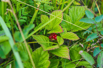 red berries in the forest