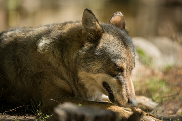 Scary dark gray wolf (Canis lupus)
