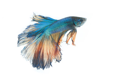 Image of a fighting fish isolated on white background. (Betta splendens)
