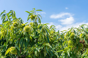 Obraz premium 栗の木