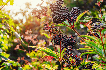 Elderberry black berries in the woods. Autumn