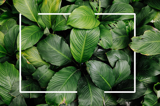 Frame Tropical Leaf Texture Green Leaves Background, Foliage Nature